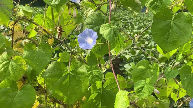 Beautiful blue morning glory flowers blooming on green vines in the garden
