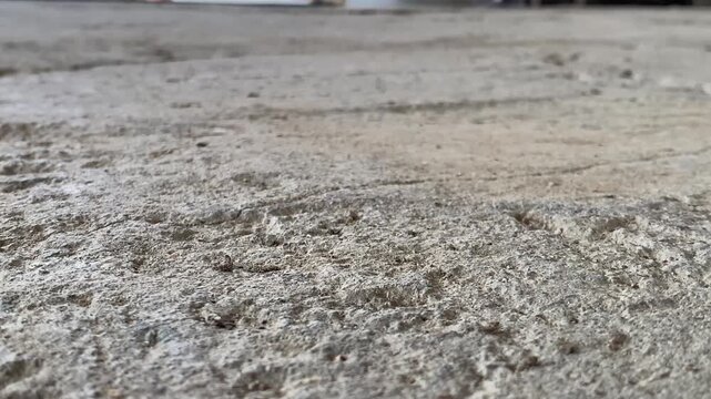 Brown praying mantis standing on a rough concrete surface