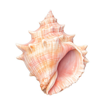 PNG Detailed pink conch shell illustration.