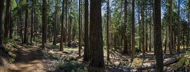 Fototapeta premium Panoramic view of hiking trail through pine forest in California