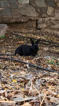 un conejo en el cerro