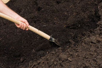 Fototapeta premium A hand is seen using a shovel to transfer dark, nutrient rich compost in a gardening setting. The gardener is preparing the soil with organic compost for enhancing plant growth in a garden bed.