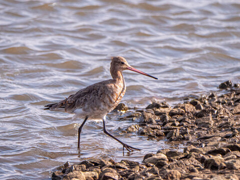  black-tailed godwit strolling