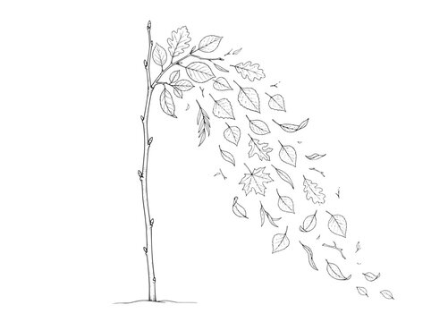 Hand drawn line art tree illustration, blowing autumn leaves in wind vector, minimalist black and white botanical sketch, outline branch drawing