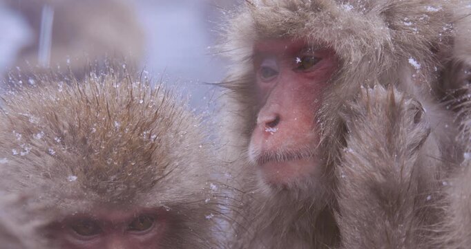 Snow-dusted Japanese macaques huddled together scratching head