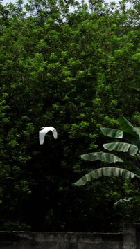 White egret taking flight over a grassy area in Puerto Princesa