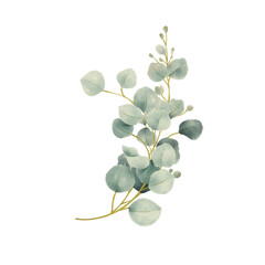 watercolor Eucalyptus Leaves Branch Bouquet Vector Illustration © Egidsgn