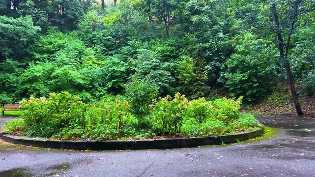 Soft raindrops fall on lush green trees, foliage, and a wet blooming flowerbed with hydrangeas near a wooden bench in an empty urban garden on a serene rainy day in a vertical video.