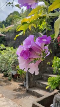 flowers in the garden