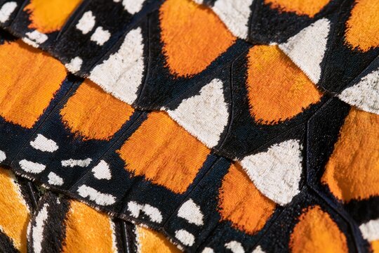 Monarch butterfly wing pattern close-up