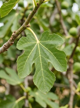 Close-up of a vibrant green fig leaf on a tree branch with unripe figs in the background.