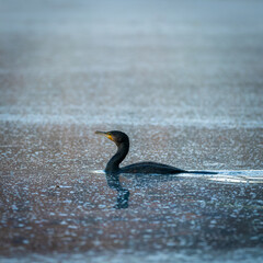Kormoran schwimmt auf ruhiger Wasseroberfläche mit Spiegelung © Esther Hildebrandt