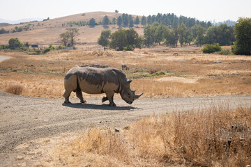 Up-close image of a rhino © JohnPaul