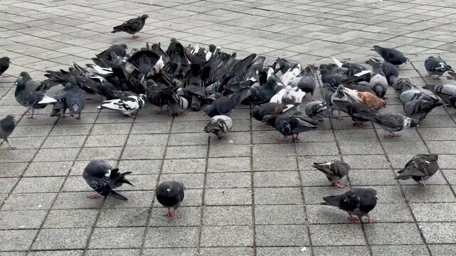 flock of birds