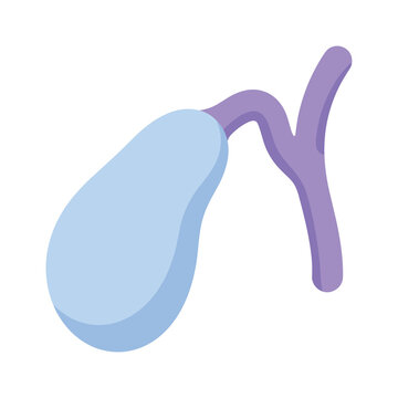 Stylized human gallbladder illustration with biliary ducts