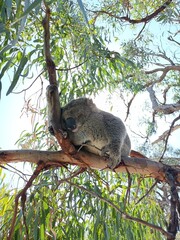 koala in tree © Kristy