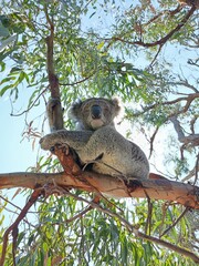 Koala in a gum tree lit by sunlight © Kristy