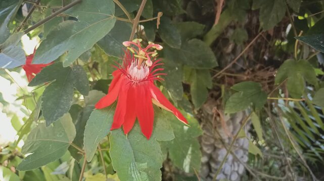 Vibrant red passion flower blooming on a vine in a tropical garden setting