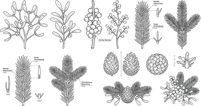 Set of winter botanical line art diagrams featuring pinecones, mistletoe, and conifer branches