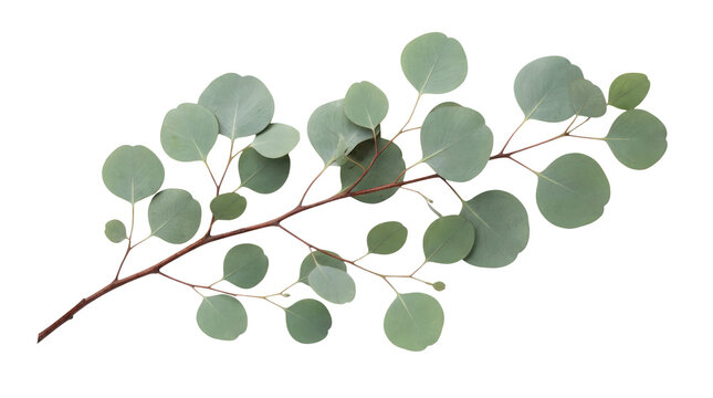 A fresh eucalyptus branch with multiple rounded silver dollar leaves extending diagonally across a pure white background in a clean botanical studio composition with natural sage green foliage