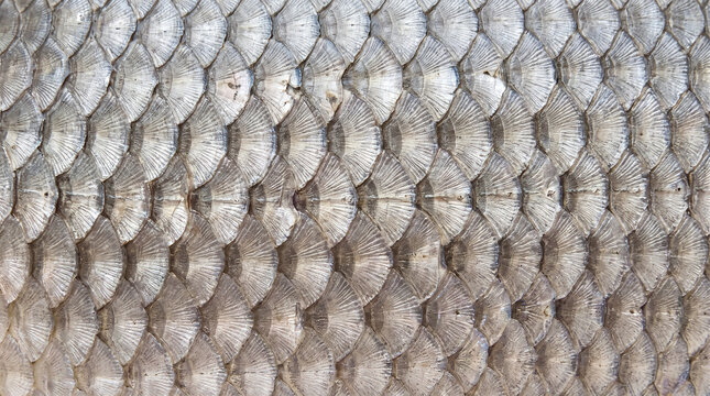 Detailed macro close up of silver fish scales texture pattern for natural aquatic background design