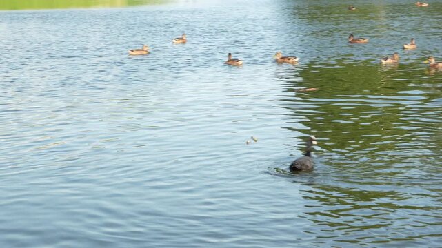 Wild mallard ducks and Fulica atra coots swimming, resting, and washing under warm evening sunset sunlight on a smooth lake surface in calm windless weather outdoors. Beautiful cinematic wildlife. 