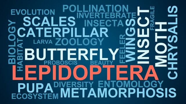 Lepidoptera Word Cloud