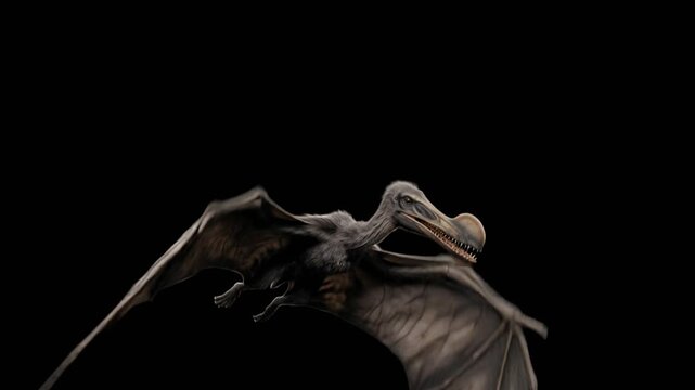 ornithocheirus flying close up isolated on black background video