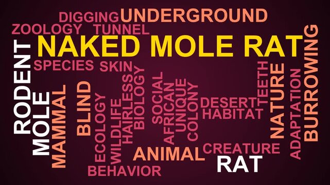 Naked Mole Rat Word Cloud