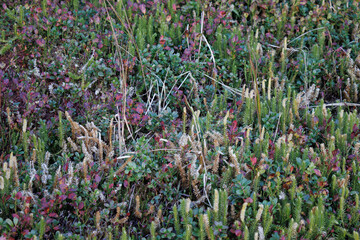 Obraz premium Clubmoss and bilberry in alpine heath at 1800 m (Lycopodium)