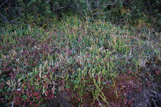 Bilberry and clubmoss under mountain pines (Vaccinium myrtillus)
