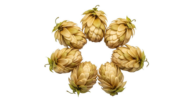 Circular arrangement of dried organic hop cones isolated on a clean transparent background for craft beer brewing industry photography