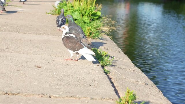 Flock of feral Columba livia rock pigeons feeding, walking, and peeing on concrete pavement in calm windless weather during warm sunshine outdoors. Beautiful cinematic urban wildlife scene of city. 