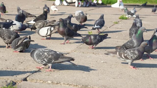 Flock of feral Columba livia rock pigeons feeding, walking, and peeing on concrete pavement in calm windless weather during warm sunshine outdoors. Beautiful cinematic urban wildlife scene of city. 