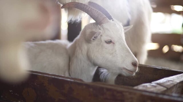 White barn goat video with big horns, calm farm animal eating from wooden feed trough