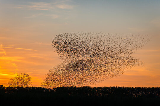 Beautiful large flock of starlings (Sturnus vulgaris). A flock of starlings birds fly in the Netherlands. Hundreds of thousands of starlings gathered in huge clouds at sunset. Starling murmurations.  