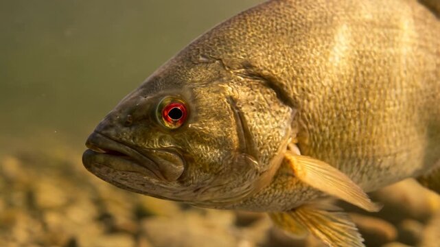 ozark bass close up underwater at morning light in white river arkansas usa video