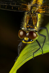 Dragonfly face close-up with compound eyes macro shot © AlMacro
