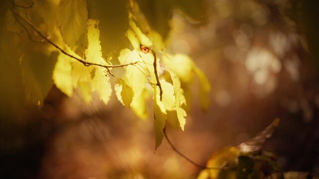 Peaceful close-up of a single yellow autumn leaf gently moving in the wind, with warm golden bokeh in the background. A calm, cinematic nature scene for relaxation and meditation