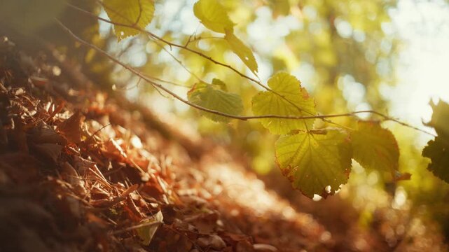 Peaceful close-up of a single yellow autumn leaf gently moving in the wind, with warm golden bokeh in the background. A calm, cinematic nature scene for relaxation and meditation