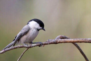 Willow tit © John Sandoy