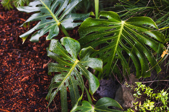 swiss cheese monstera plant outdoor with drops from tropical rain on its leaves