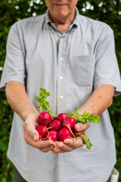 Fresh radishes in gardener's hands.