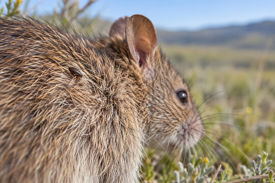 Flea on rodent fur in a parasite transmission concept