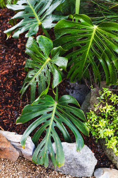 swiss cheese monstera plant outdoor with drops from tropical rain on its leaves