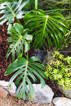 swiss cheese monstera plant outdoor with drops from tropical rain on its leaves