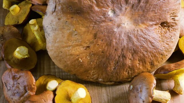 A close-up of fresh porcini mushrooms and wild slippery jack suillus rotates slowly on a wooden background to display harvested organic boletes ready for cooking.