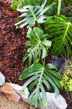 swiss cheese monstera plant outdoor with drops from tropical rain on its leaves