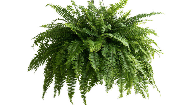 Lush boston fern in hanging basket isolated on transparent background