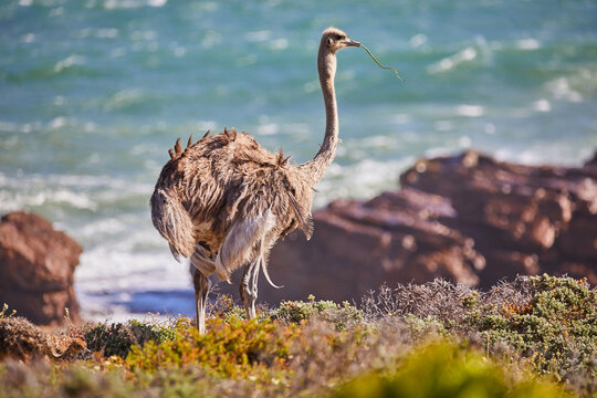 Common ostrich standing in coastal fynbos above the Atlantic surf